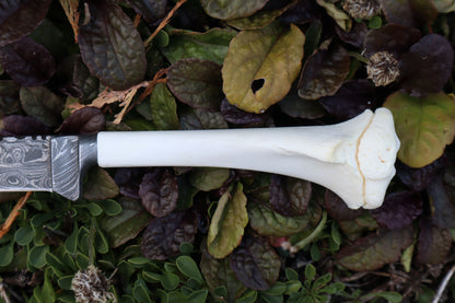 Damascus Whitetail Fawn Tibia Knife