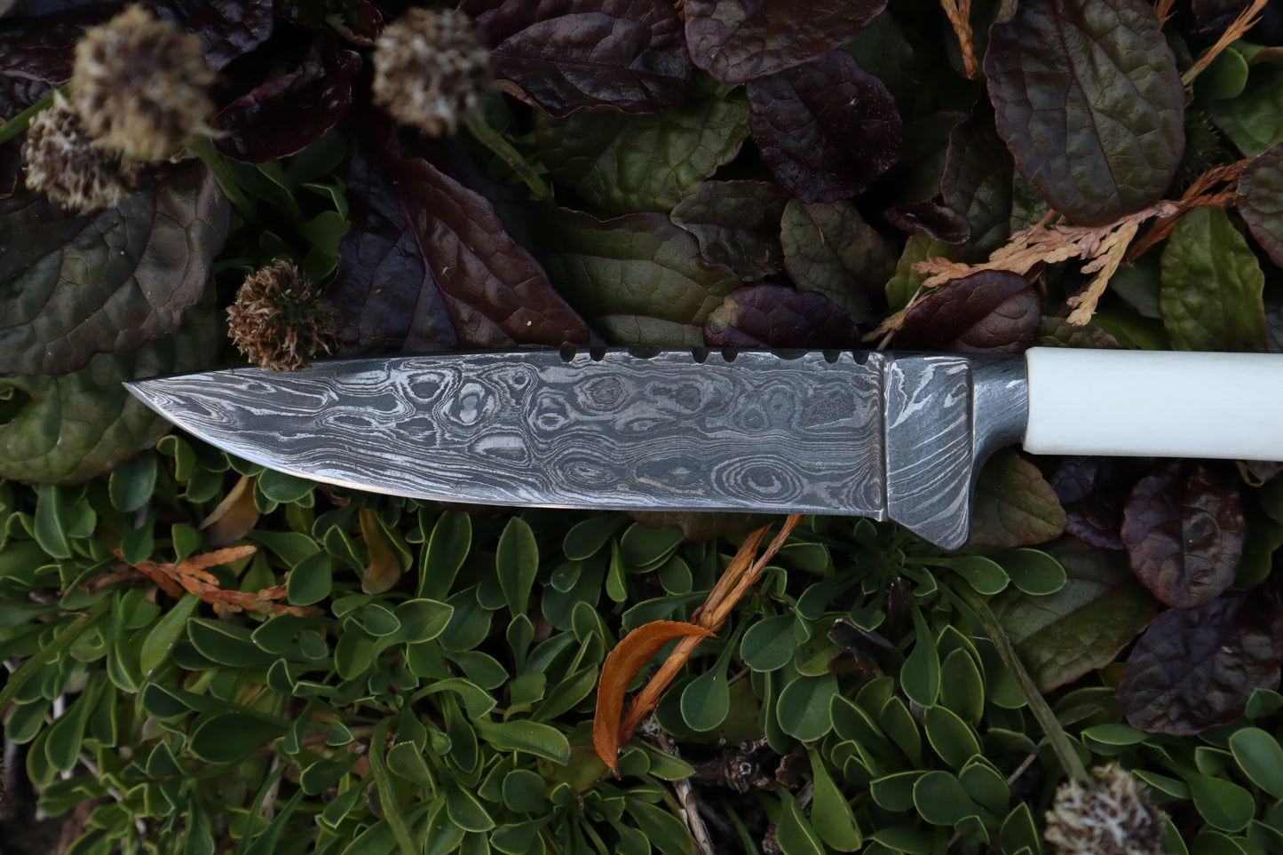 Damascus Whitetail Fawn Tibia Knife