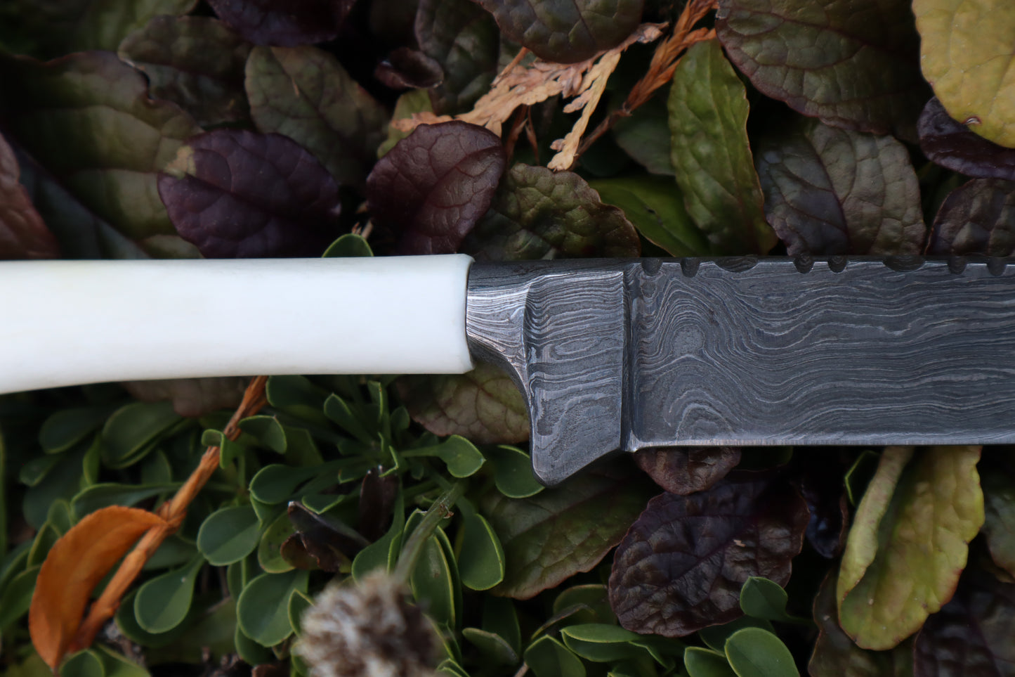 Damascus Whitetail Fawn Tibia Knife