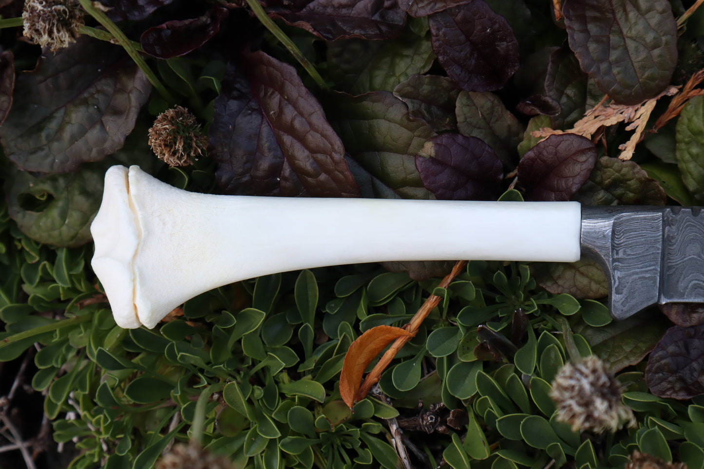 Damascus Whitetail Fawn Tibia Knife