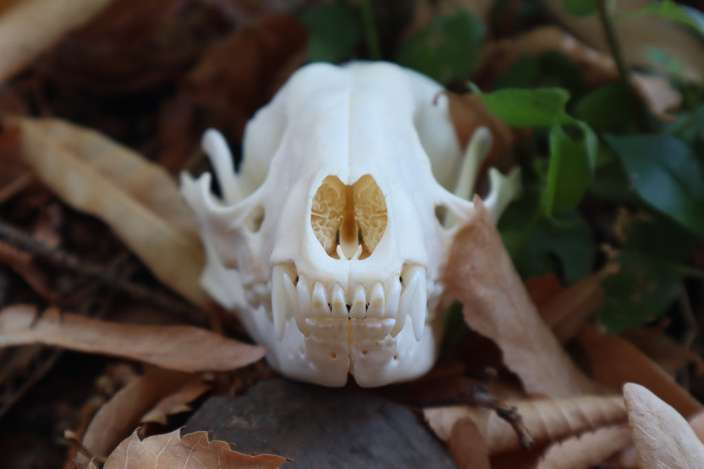 Craft Raccoon Skull