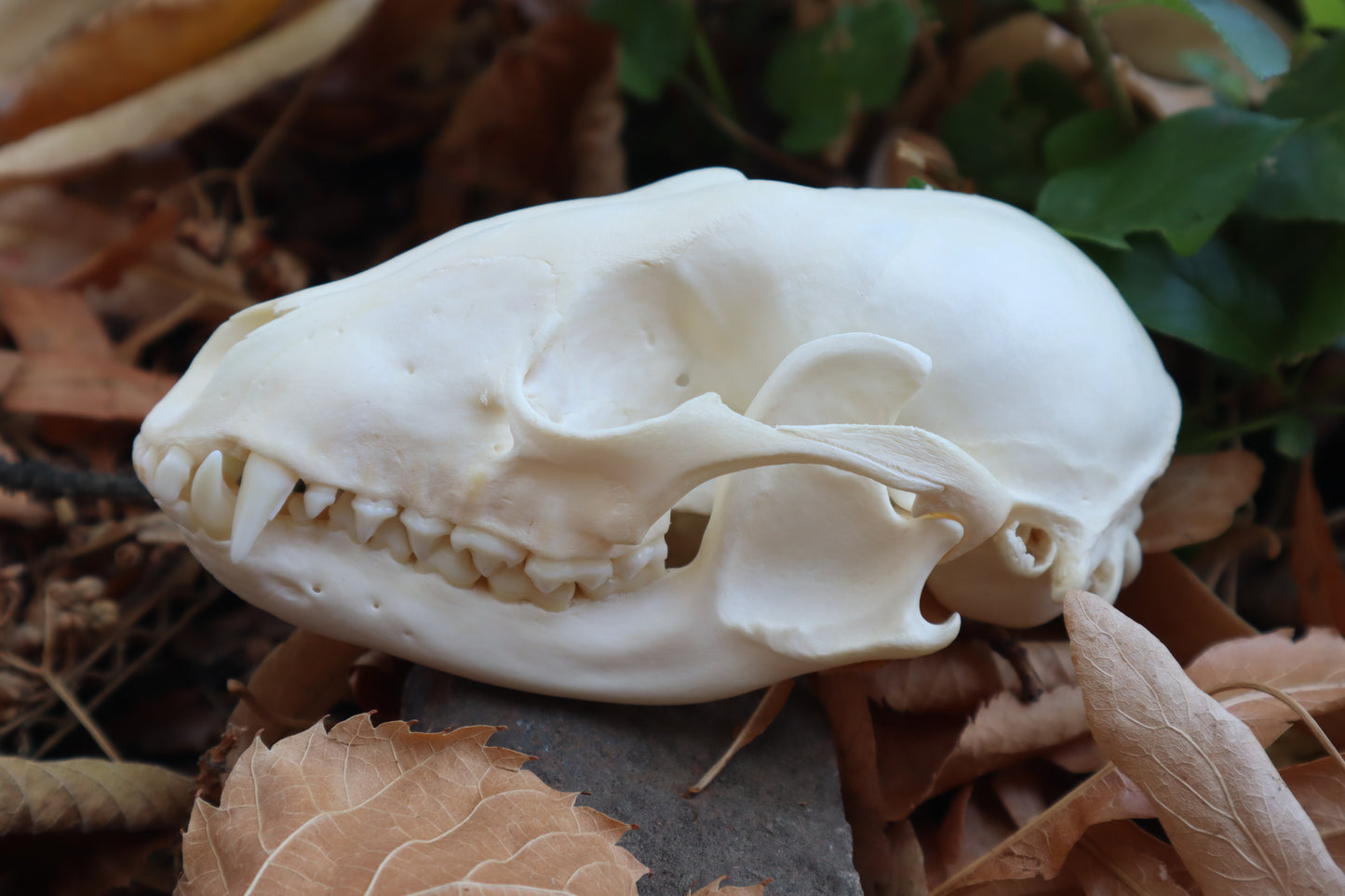 Craft Raccoon Skull