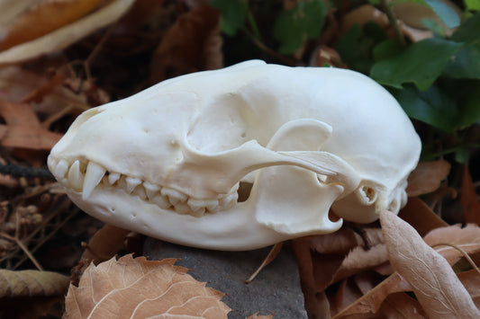 Craft Raccoon Skull