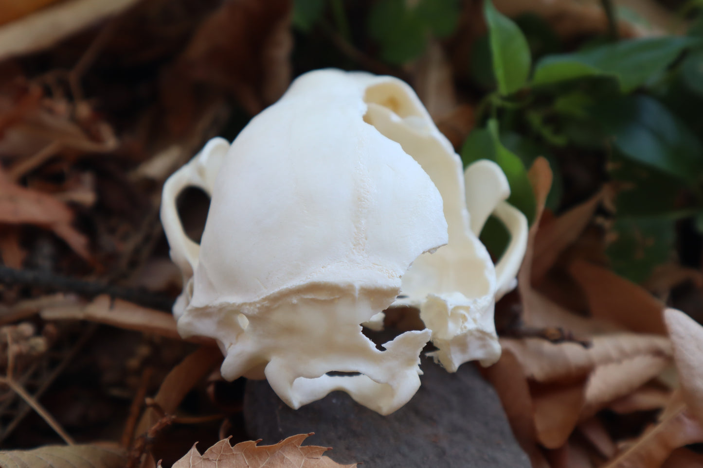Craft Raccoon Skull