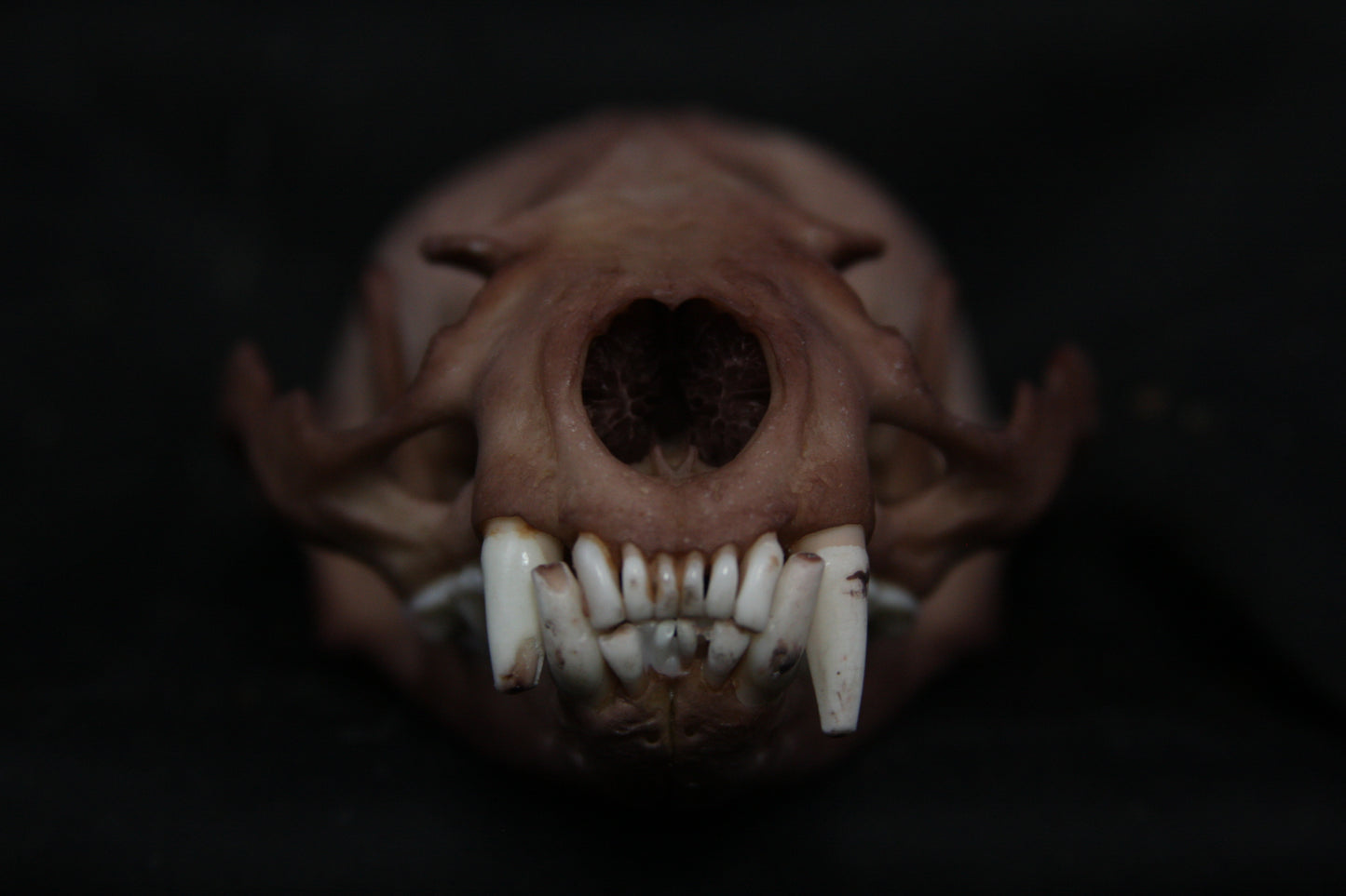 Lovely Stained Otter Skull