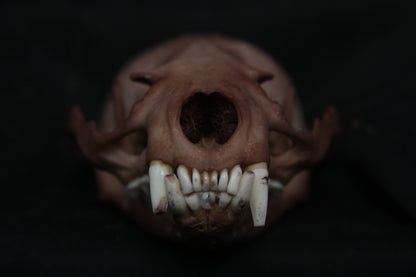 Lovely Stained Otter Skull
