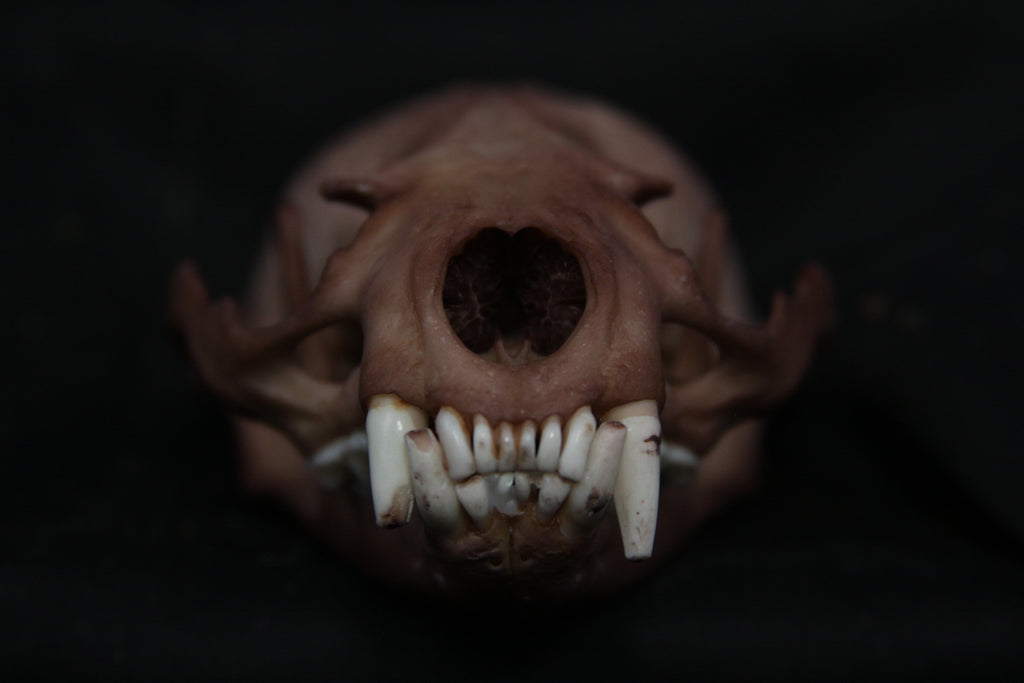 Lovely Stained Otter Skull