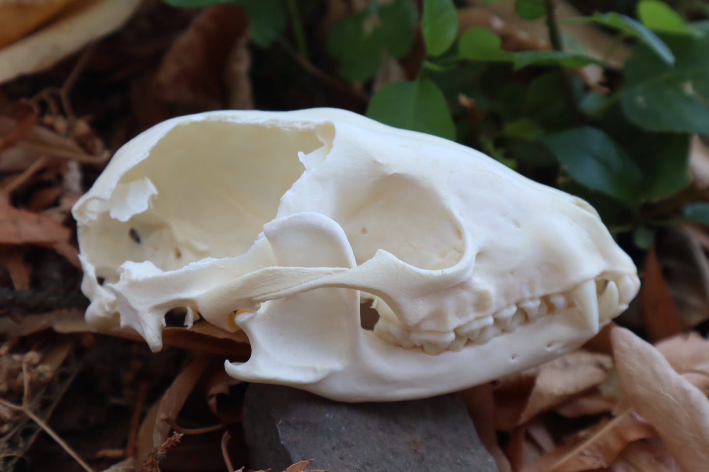Craft Raccoon Skull