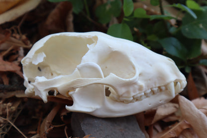 Craft Raccoon Skull