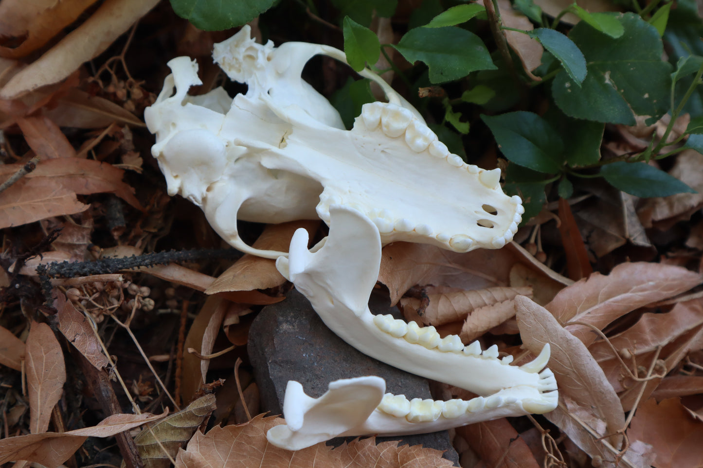 Craft Raccoon Skull