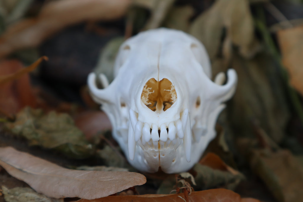 Craft Red Fox Skull