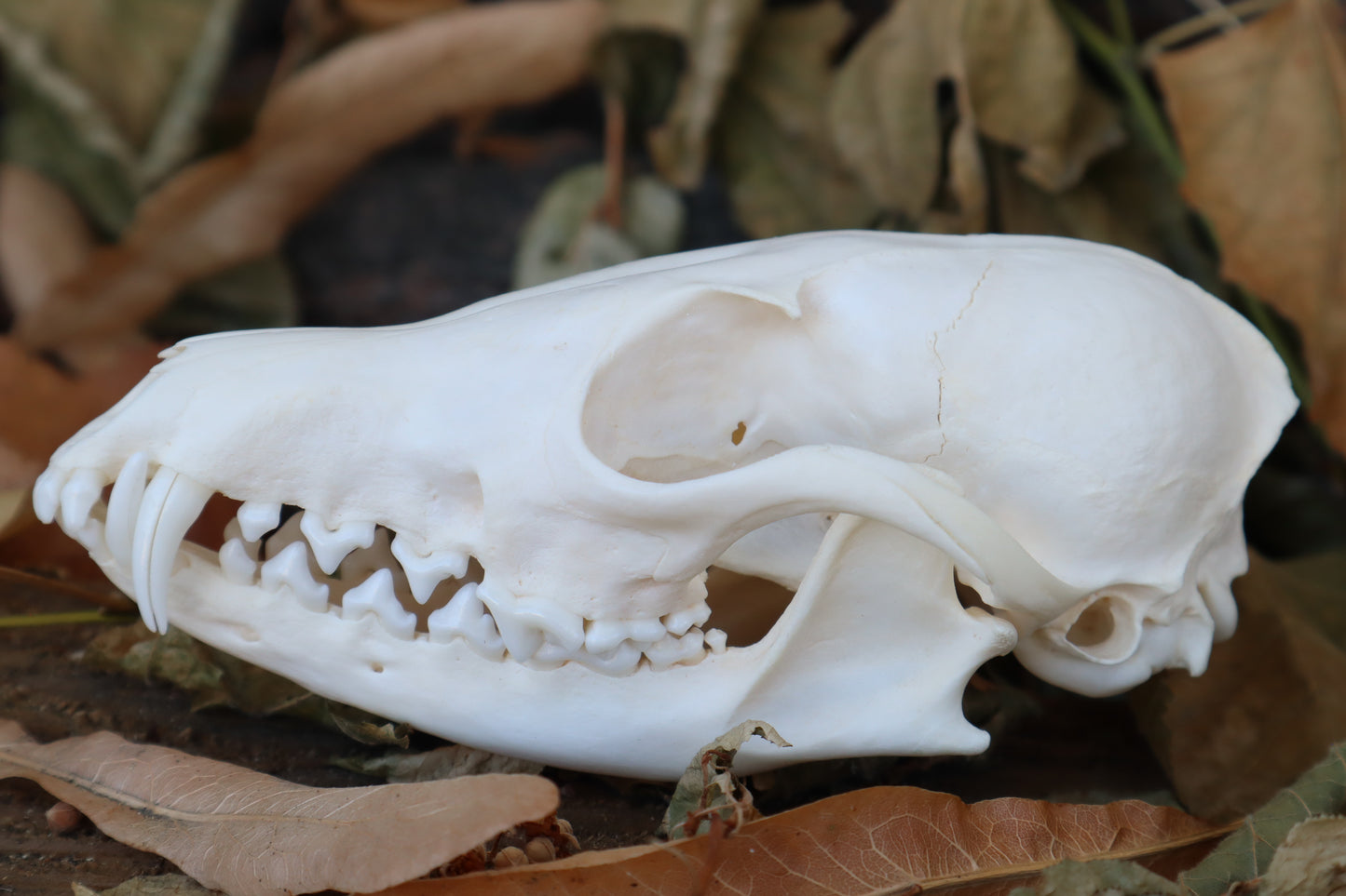 Craft Red Fox Skull