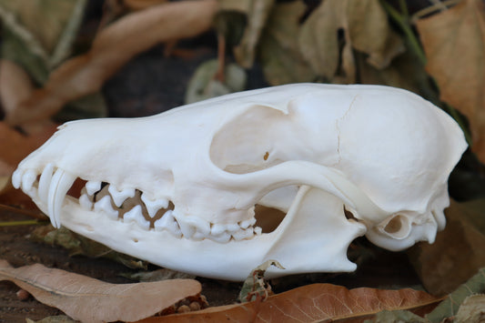 Craft Red Fox Skull