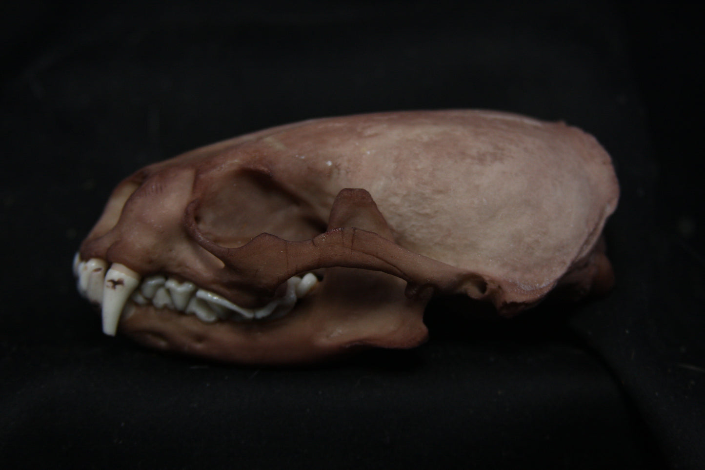 Lovely Stained Otter Skull