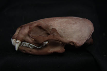 Lovely Stained Otter Skull