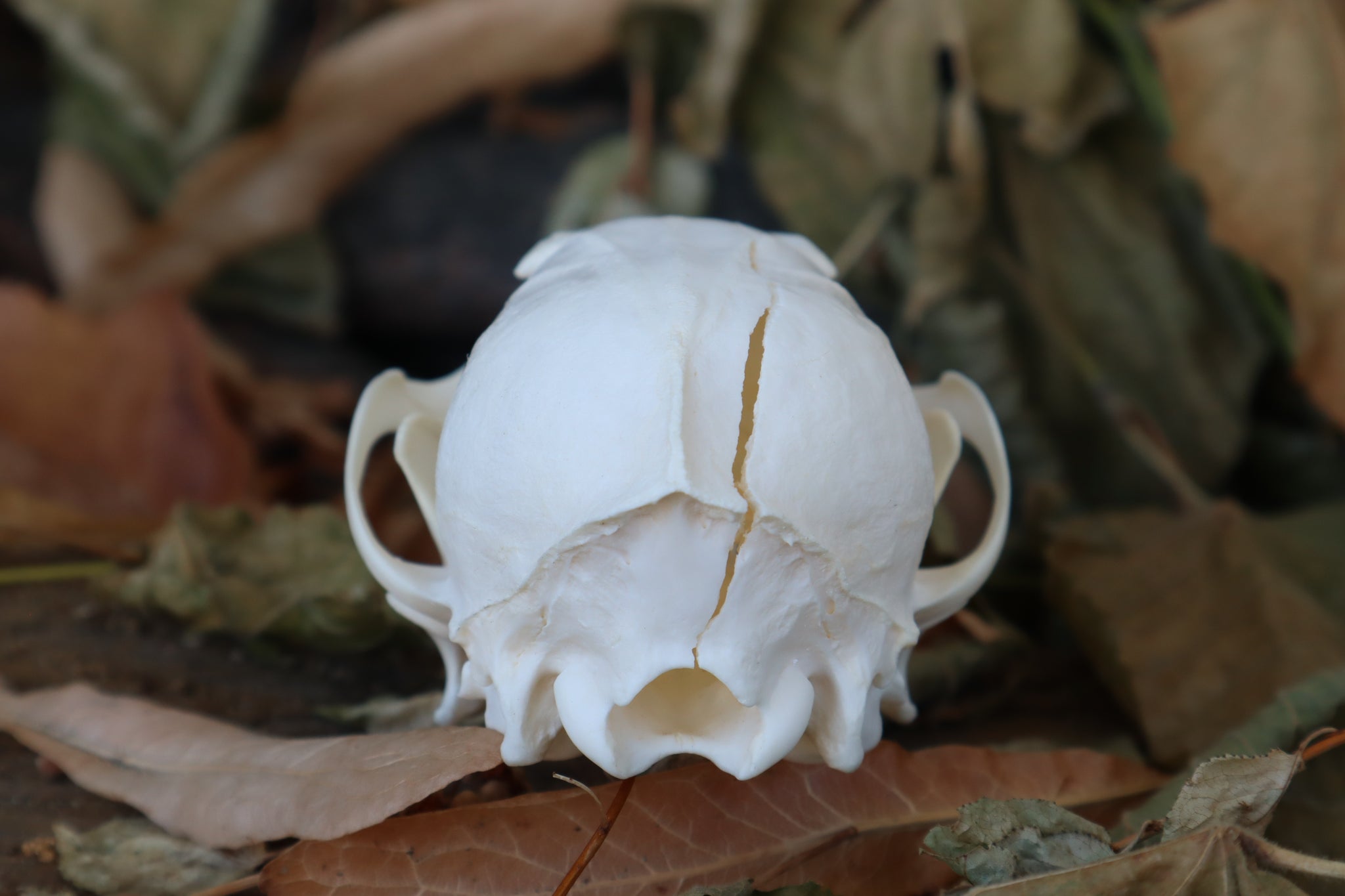 Craft Red Fox Skull