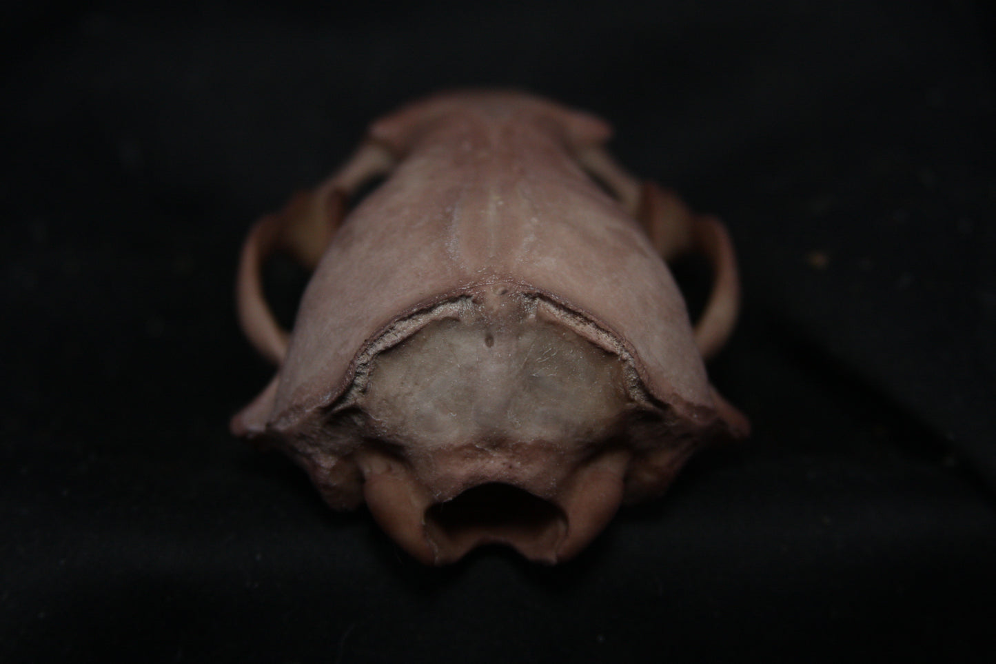 Lovely Stained Otter Skull
