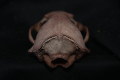 Lovely Stained Otter Skull