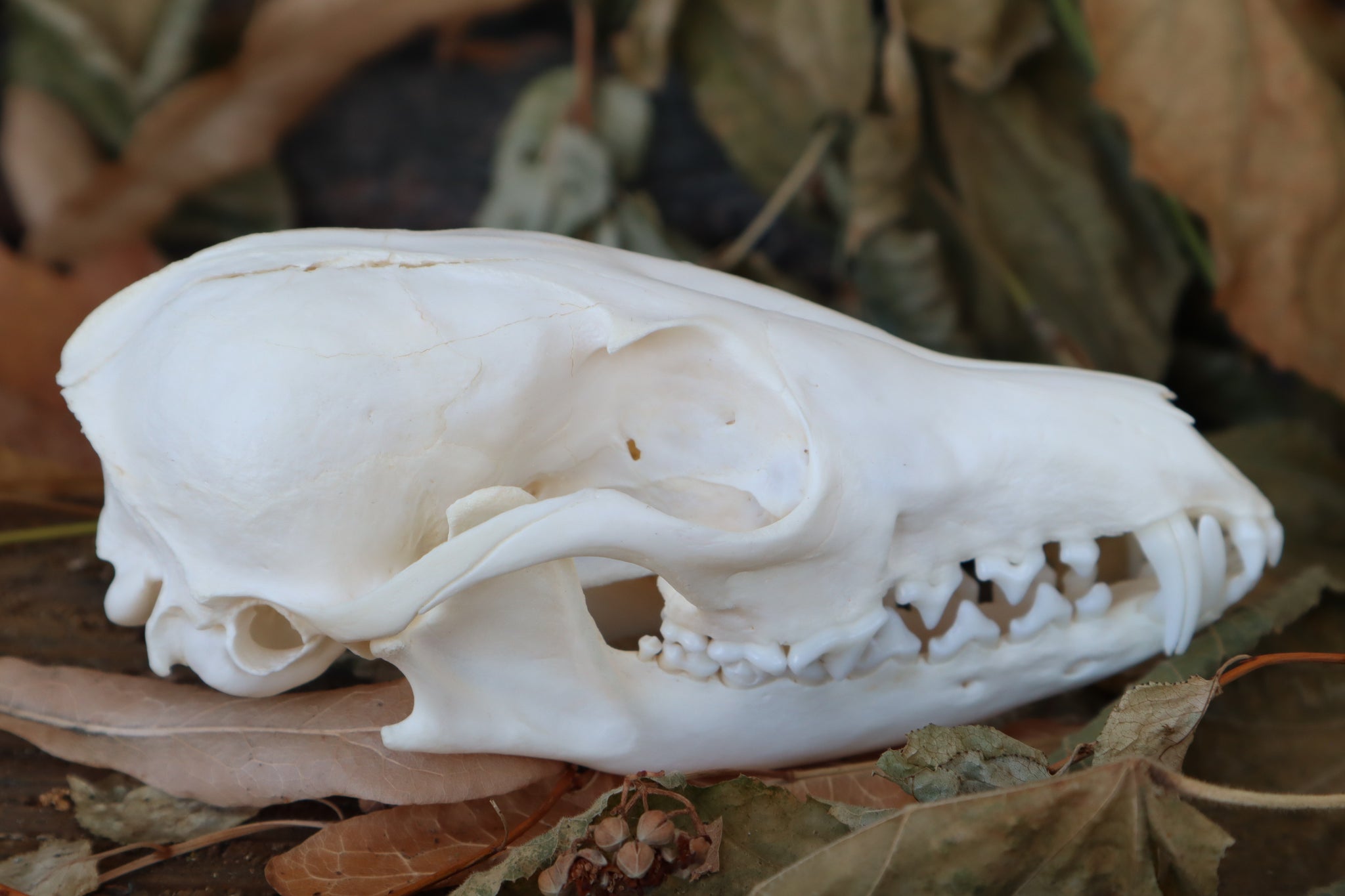 Craft Red Fox Skull