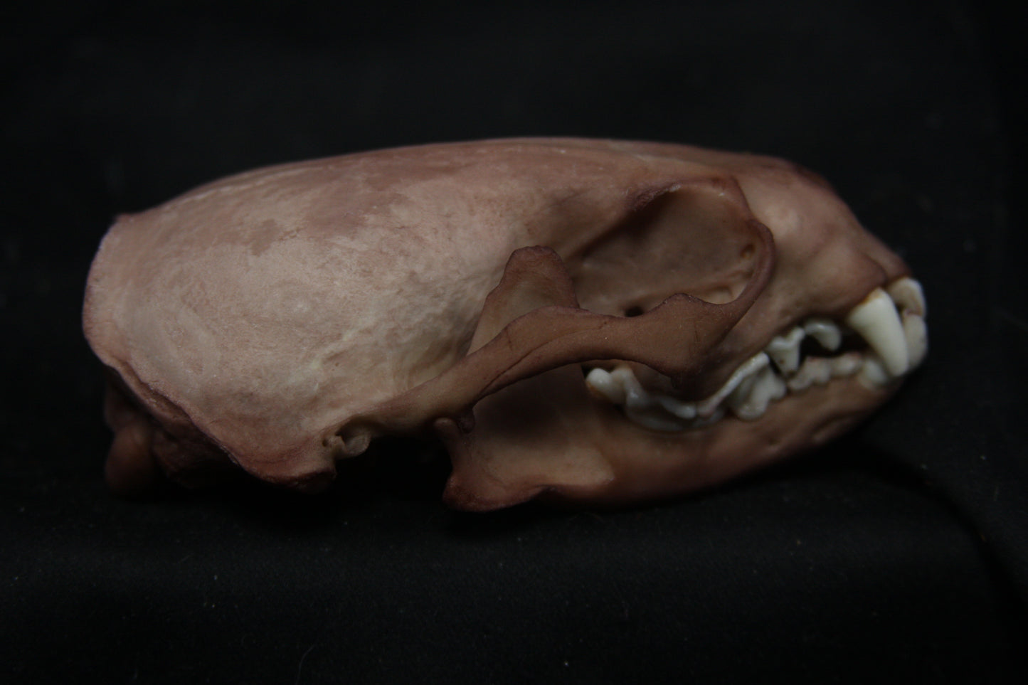 Lovely Stained Otter Skull