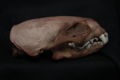Lovely Stained Otter Skull