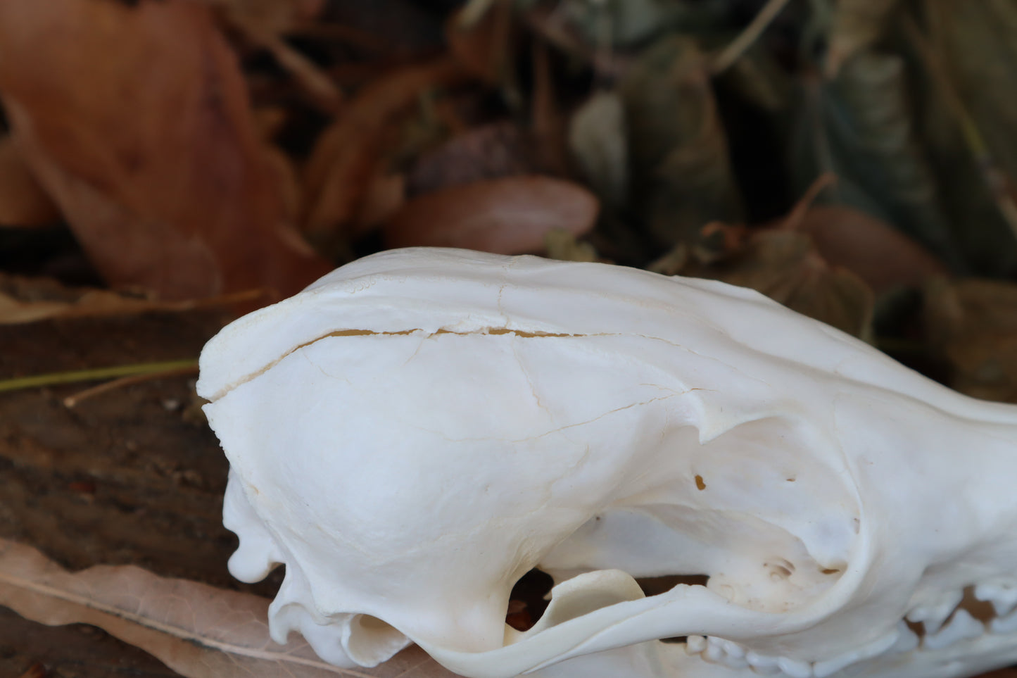 Craft Red Fox Skull