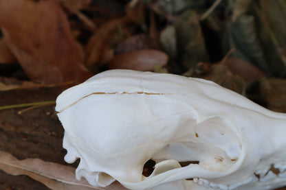 Craft Red Fox Skull