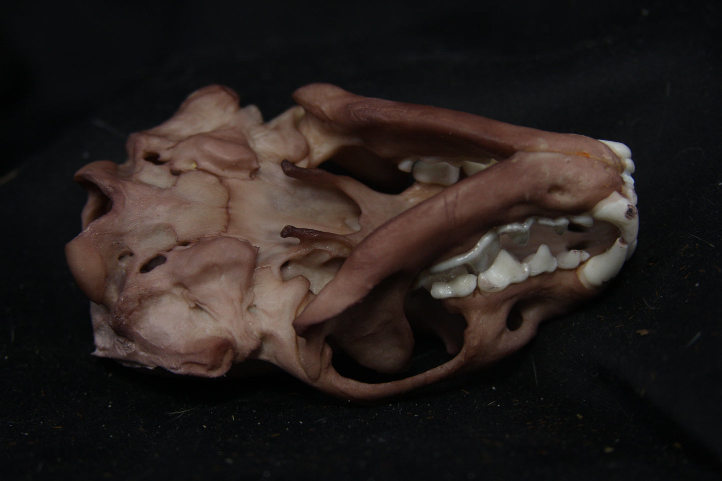 Lovely Stained Otter Skull
