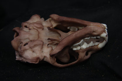 Lovely Stained Otter Skull