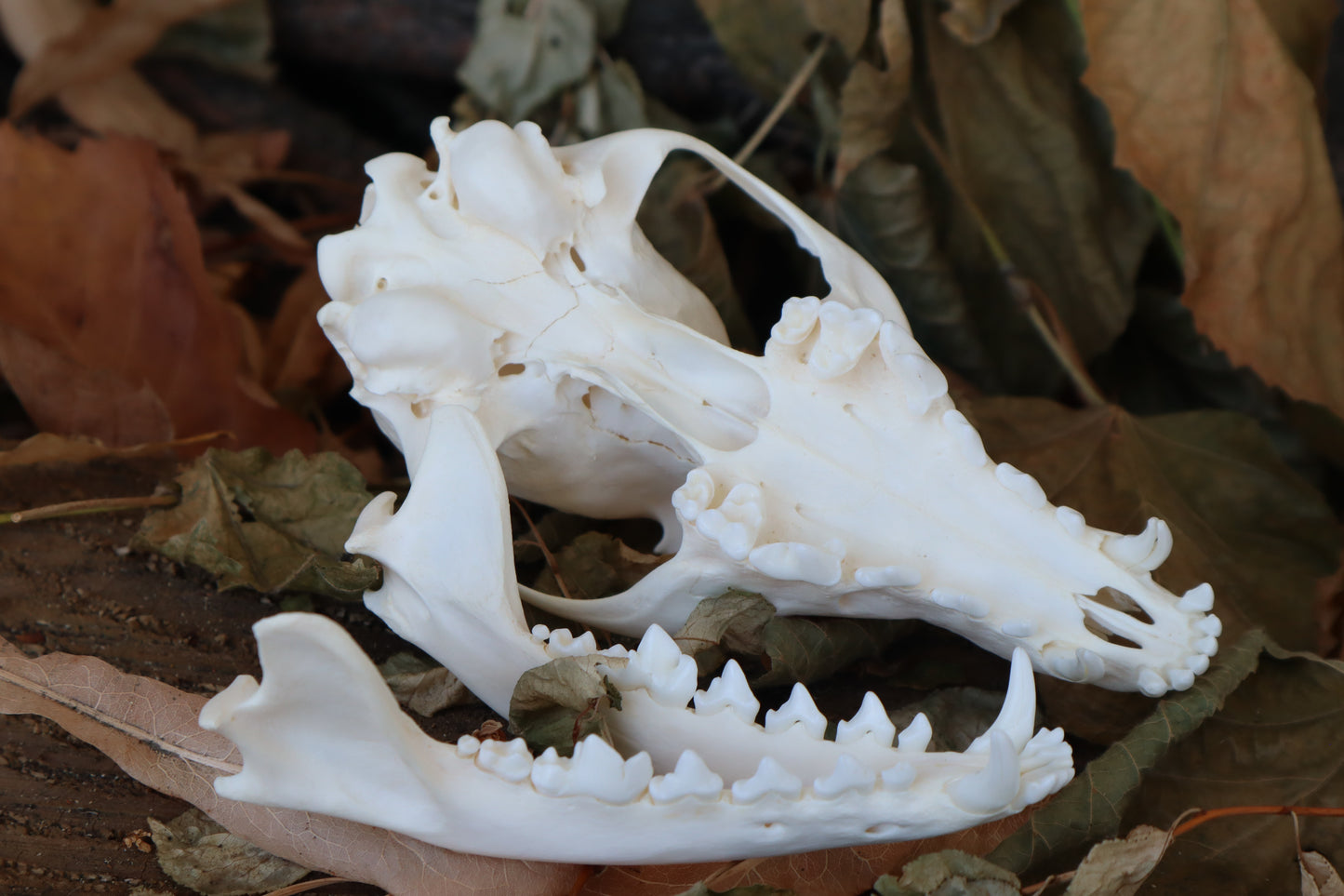 Craft Red Fox Skull