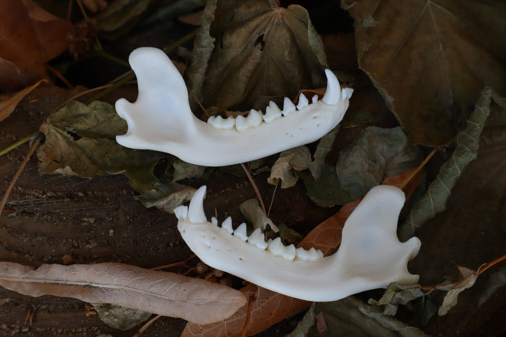 Raccoon Mandible