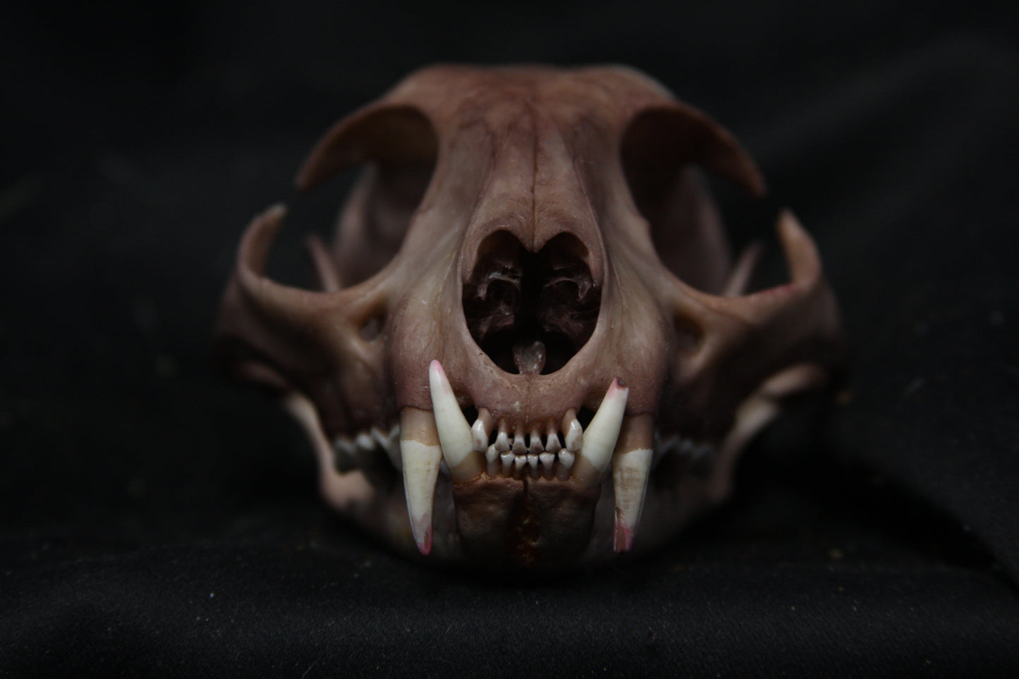 Lovely Stained Bobcat Skull