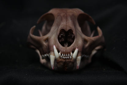 Lovely Stained Bobcat Skull