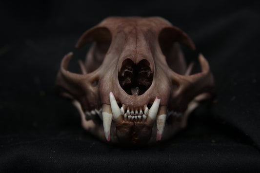 Lovely Stained Bobcat Skull