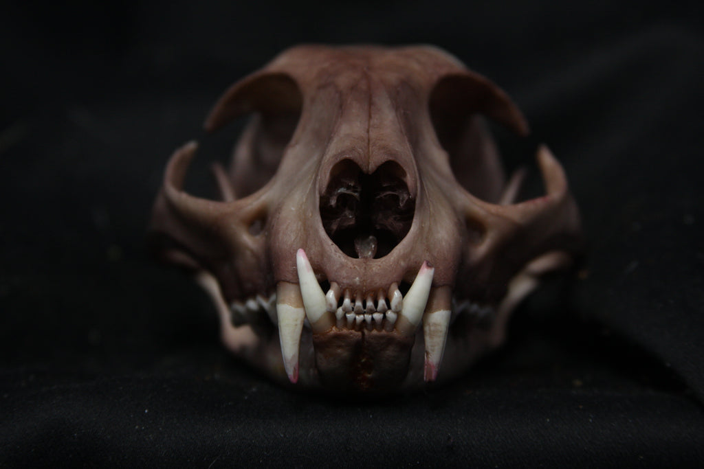Lovely Stained Bobcat Skull