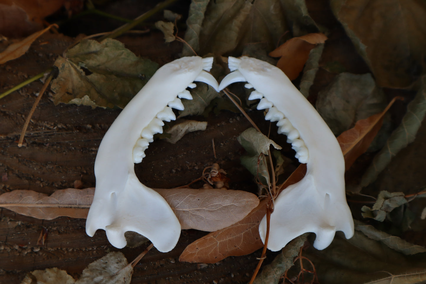 Raccoon Mandible