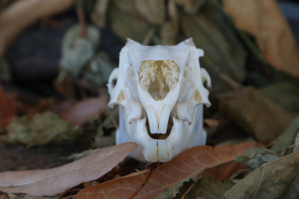 Craft Jack Rabbit Skull