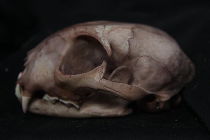 Lovely Stained Bobcat Skull