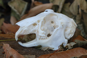 Craft Jack Rabbit Skull