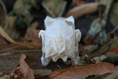 Craft Jack Rabbit Skull