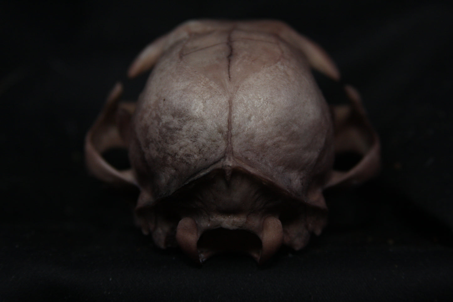 Lovely Stained Bobcat Skull