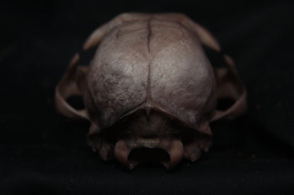 Lovely Stained Bobcat Skull