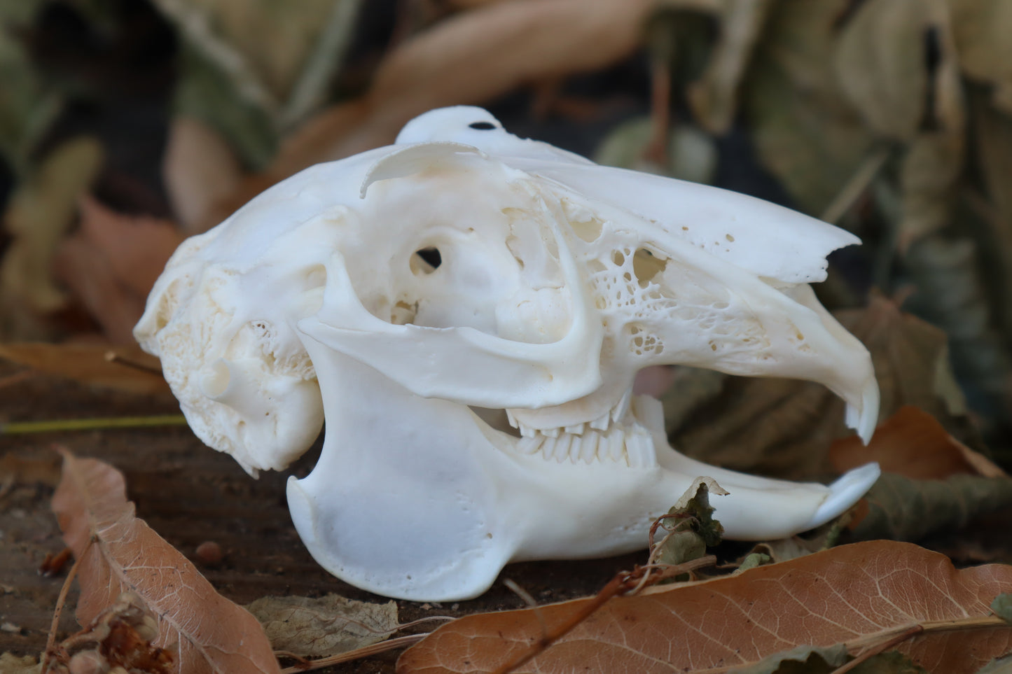 Craft Jack Rabbit Skull
