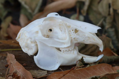 Craft Jack Rabbit Skull