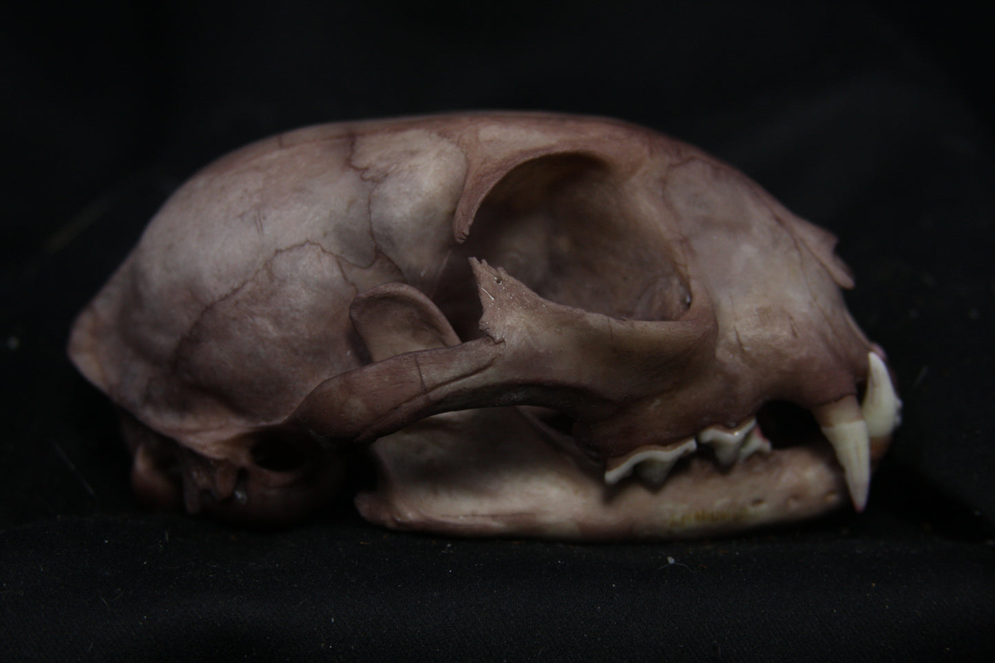 Lovely Stained Bobcat Skull