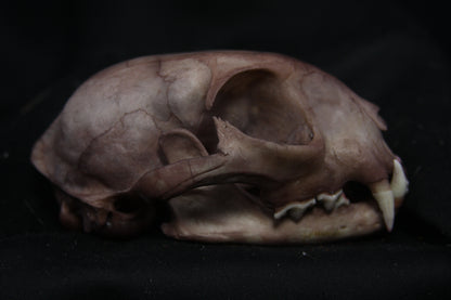 Lovely Stained Bobcat Skull