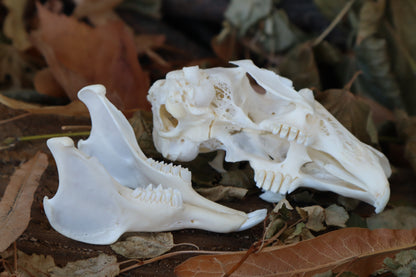 Craft Jack Rabbit Skull
