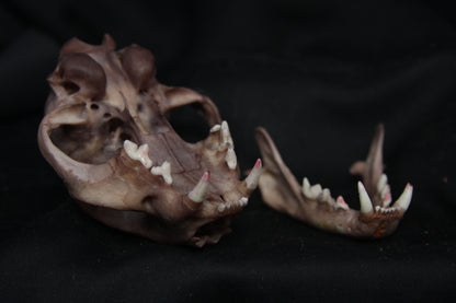 Lovely Stained Bobcat Skull