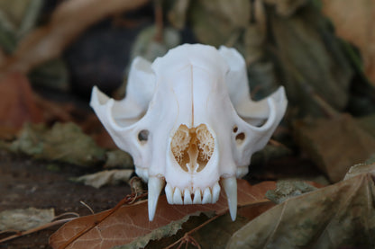 Craft Raccoon Skull