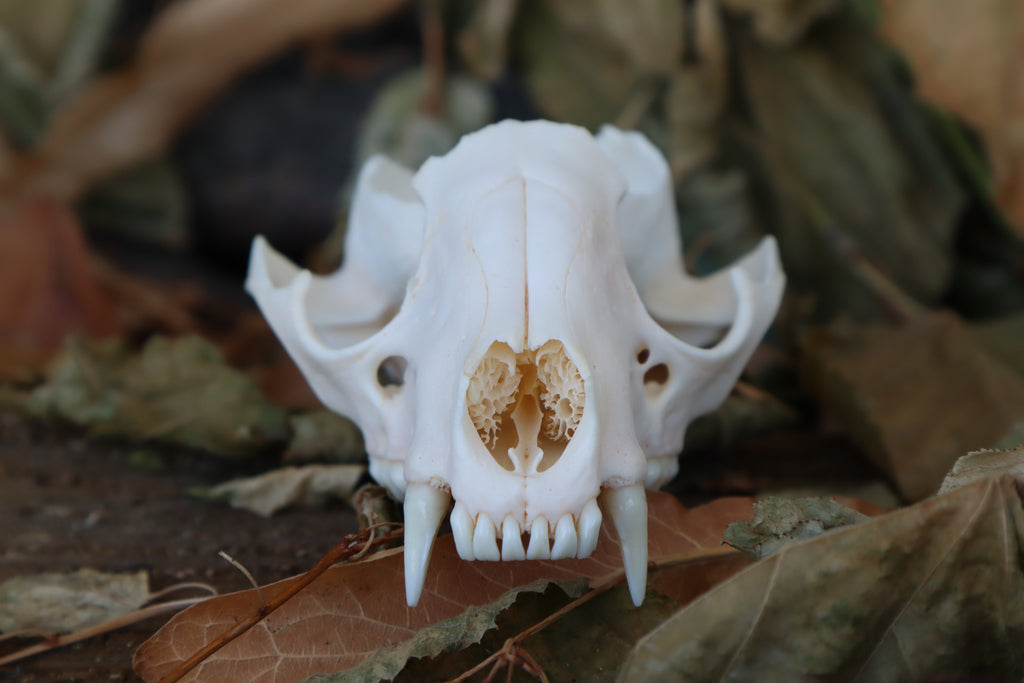 Craft Raccoon Skull